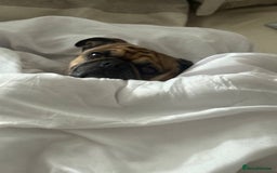 Pug dogs for stud: For Stud - Apricot Fawn Pug Benson. - Image 9