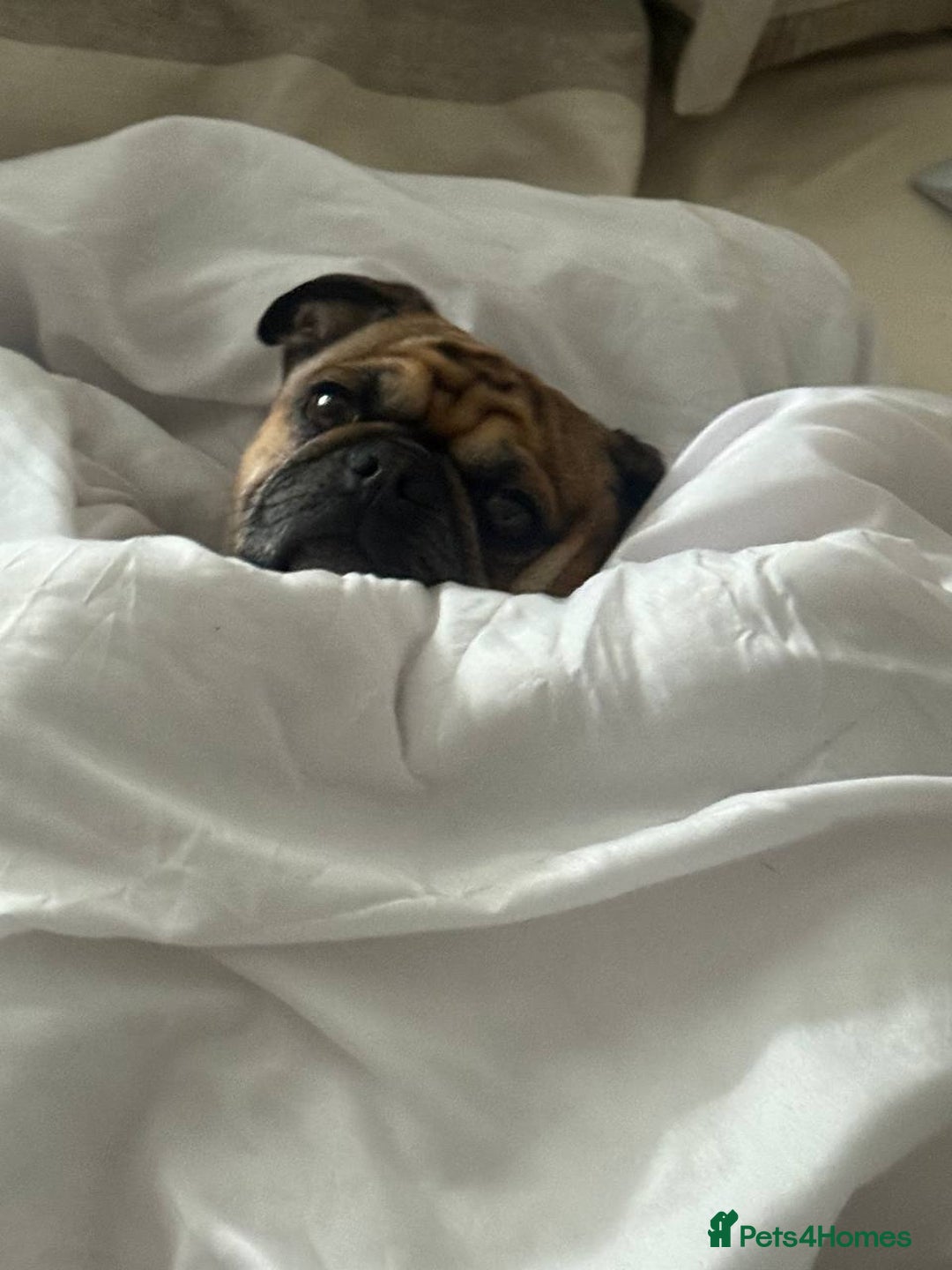 Pug dogs for stud: For Stud - Apricot Fawn Pug Benson. - Image 9