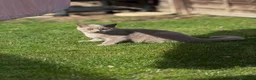 British Shorthair cats for sale: Lilac BSH boy and girl  - Advert 8