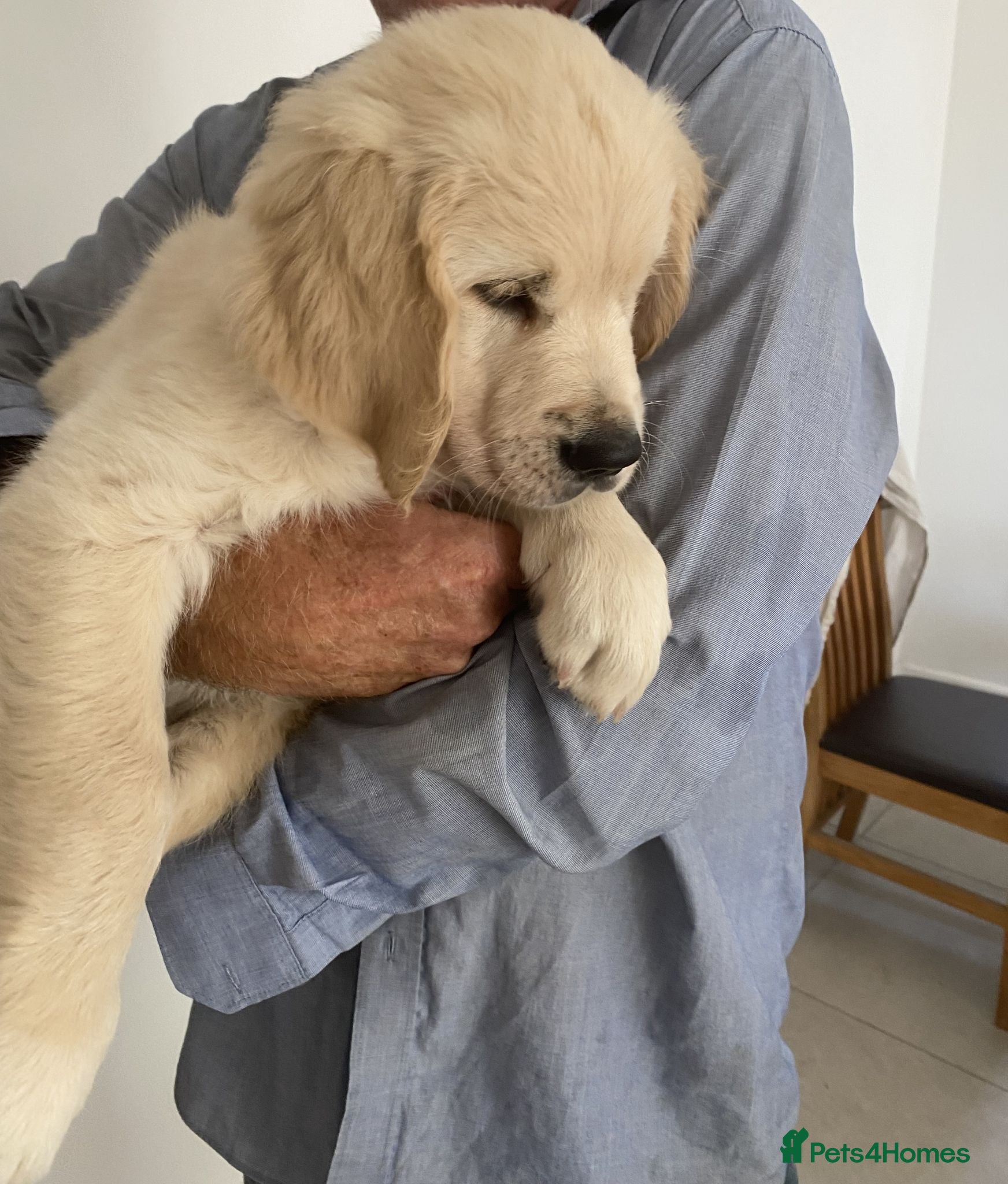 Golden Retriever dogs KC Registered Fully Health Tested - Advert 2