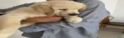 Golden Retriever dogs for sale: KC Registered Fully Health Tested - Advert 1