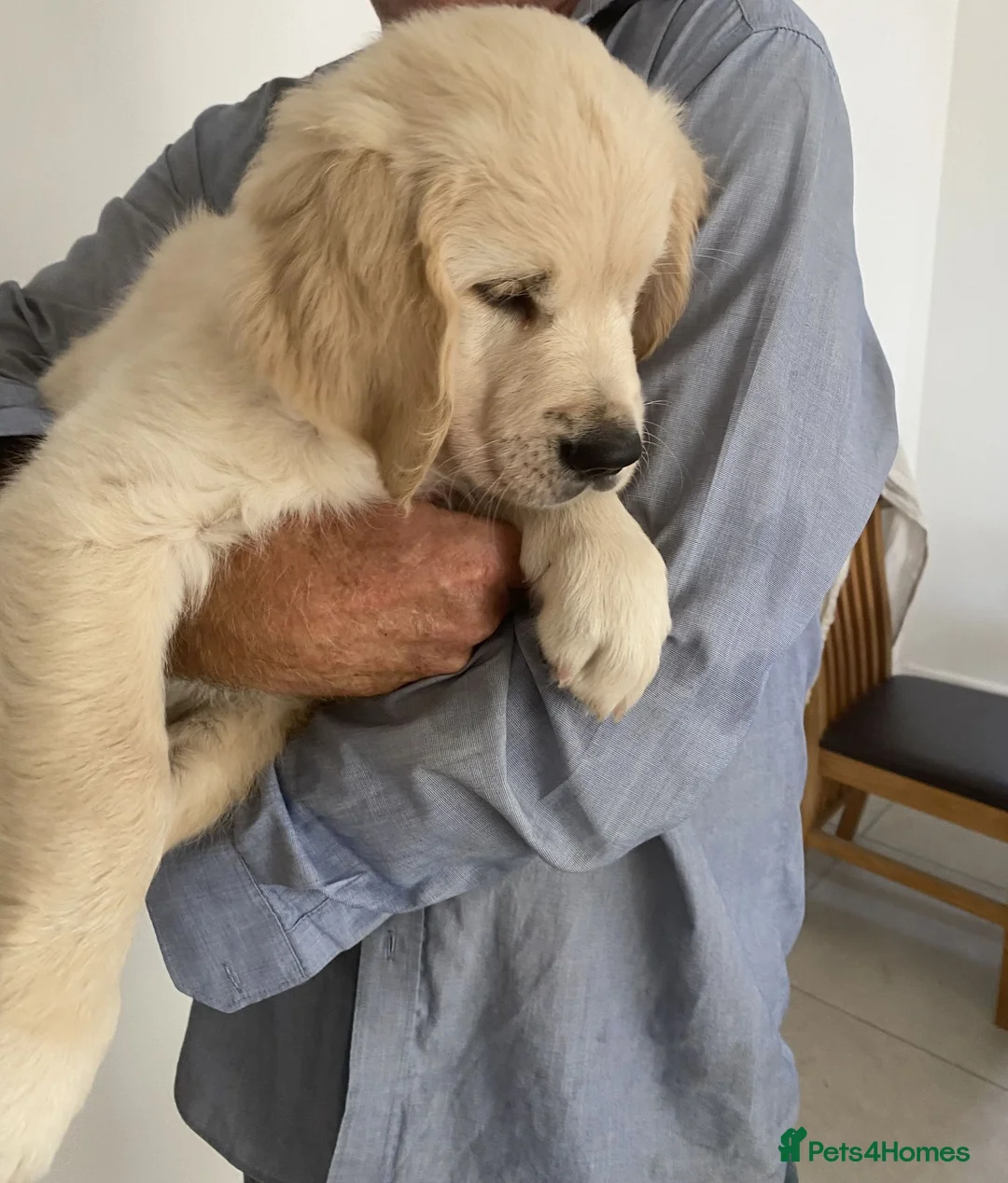 Golden Retriever dogs for sale: KC Registered Fully Health Tested - Advert 1