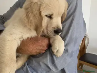 Golden Retriever dogs KC Registered Fully Health Tested - Advert 1