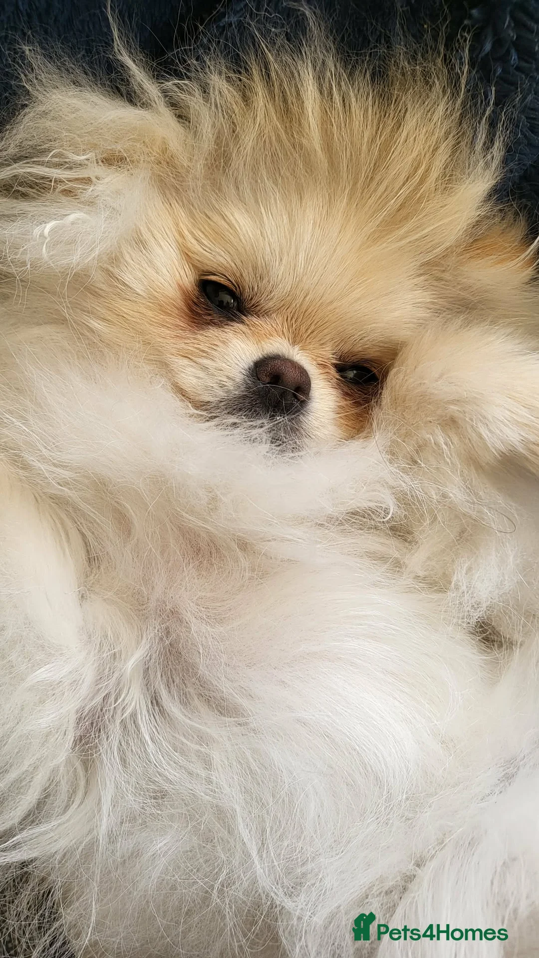 Pomeranian dogs for sale: KC Registered Pomeranian Female – 2.2kg Teddy Bear - Advert 1