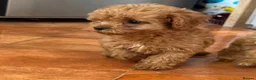 Cavapoo dogs for sale: Tiny Toy Cavapoo Puppies - Advert 19