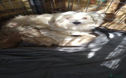 Mixed Breed dogs for sale: Lovely havapoo only 3 boys left READY TO GO - Image 1