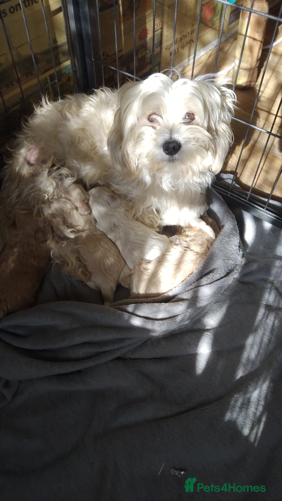 Mixed Breed dogs for sale: Lovely havapoo only 3 boys left READY TO GO - Image 1