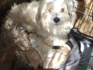 Mixed Breed dogs - Advert 1