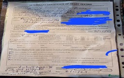 Boxer dogs for stud: Bane - Kc registered boy in Chesterfield - Image 7