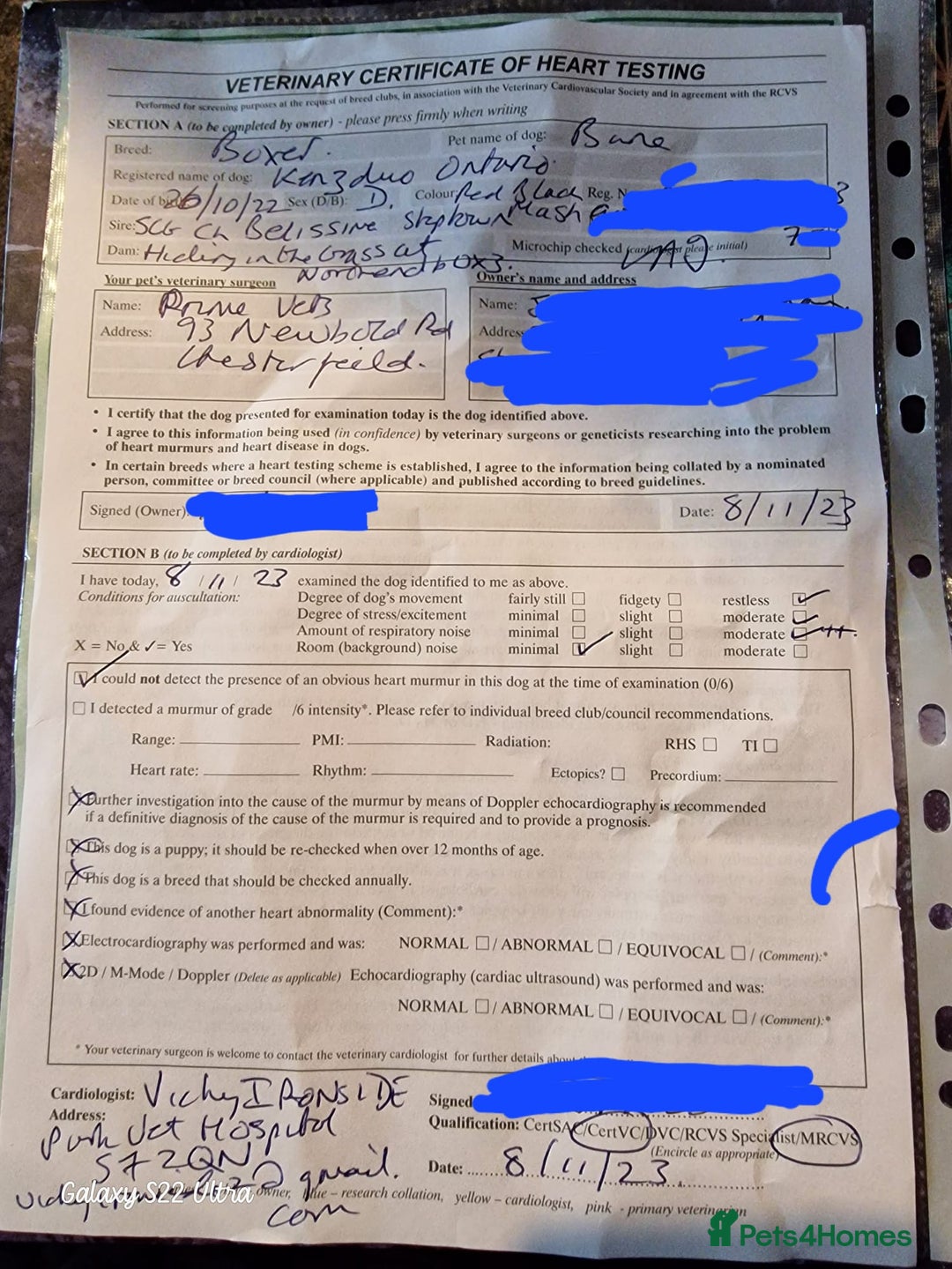 Boxer dogs for stud: Bane - Kc registered boy in Chesterfield - Image 7