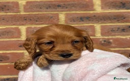Cocker Spaniel dogs for sale: 🩷Rosie’s Stunning Puppies 🩷 - Image 14