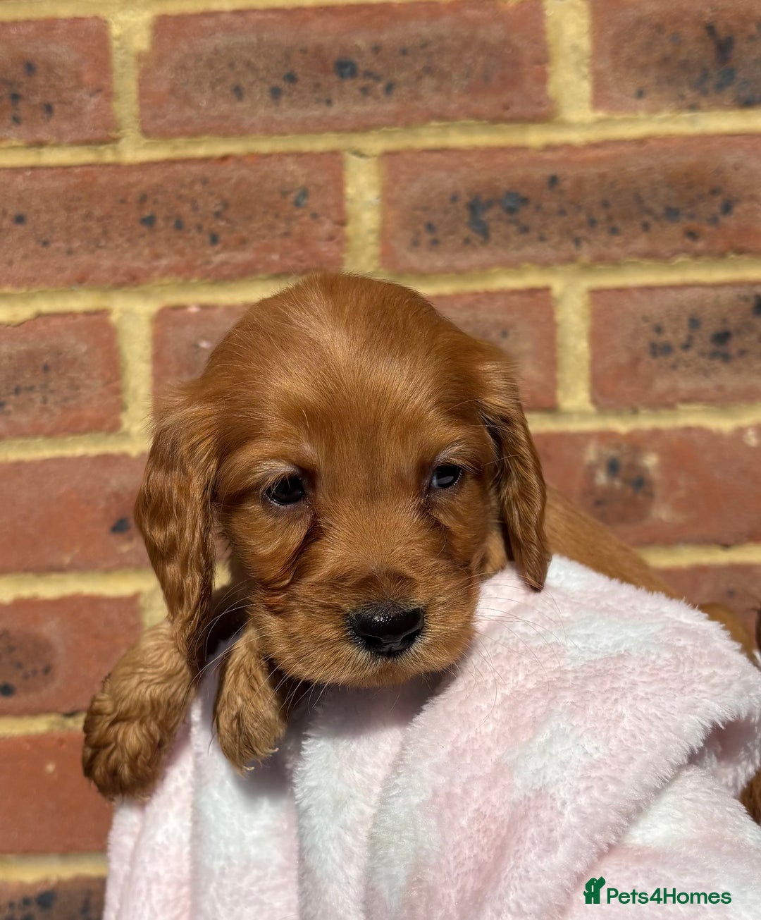 Cocker Spaniel dogs for sale: 🩷Rosie’s Stunning Puppies 🩷 - Image 14