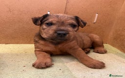 Lakeland Terrier dogs for sale: 5 Gorgeous Lakeland Terriers  - Image 9