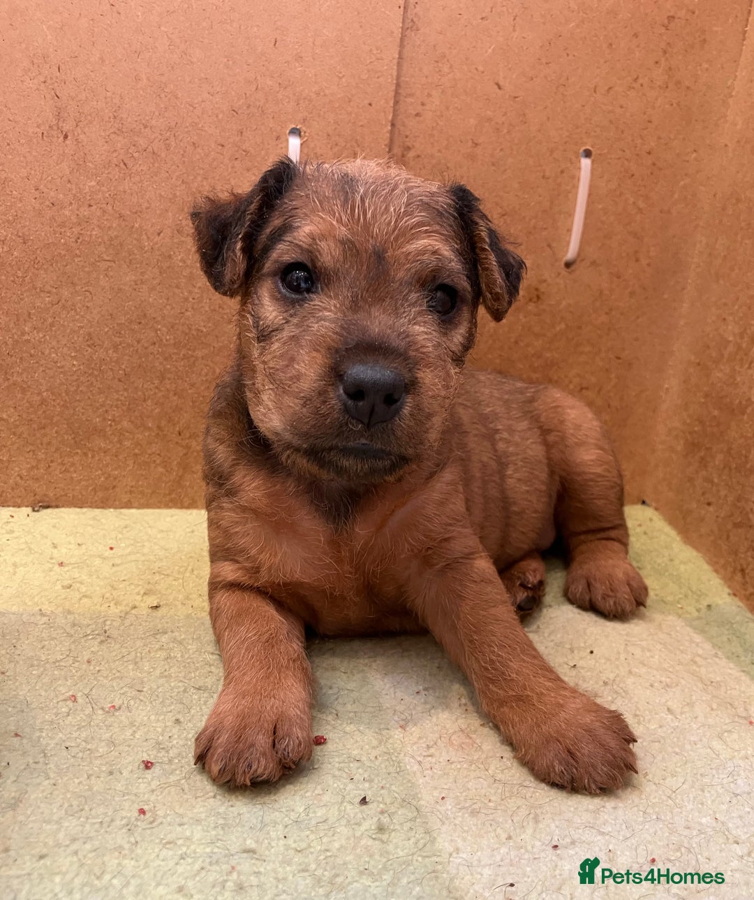 Lakeland Terrier dogs for sale: 5 Gorgeous Lakeland Terriers  - Image 9