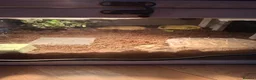Tortoise reptiles for sale: Tortoise year and 2 months in Grimsby - Advert 3