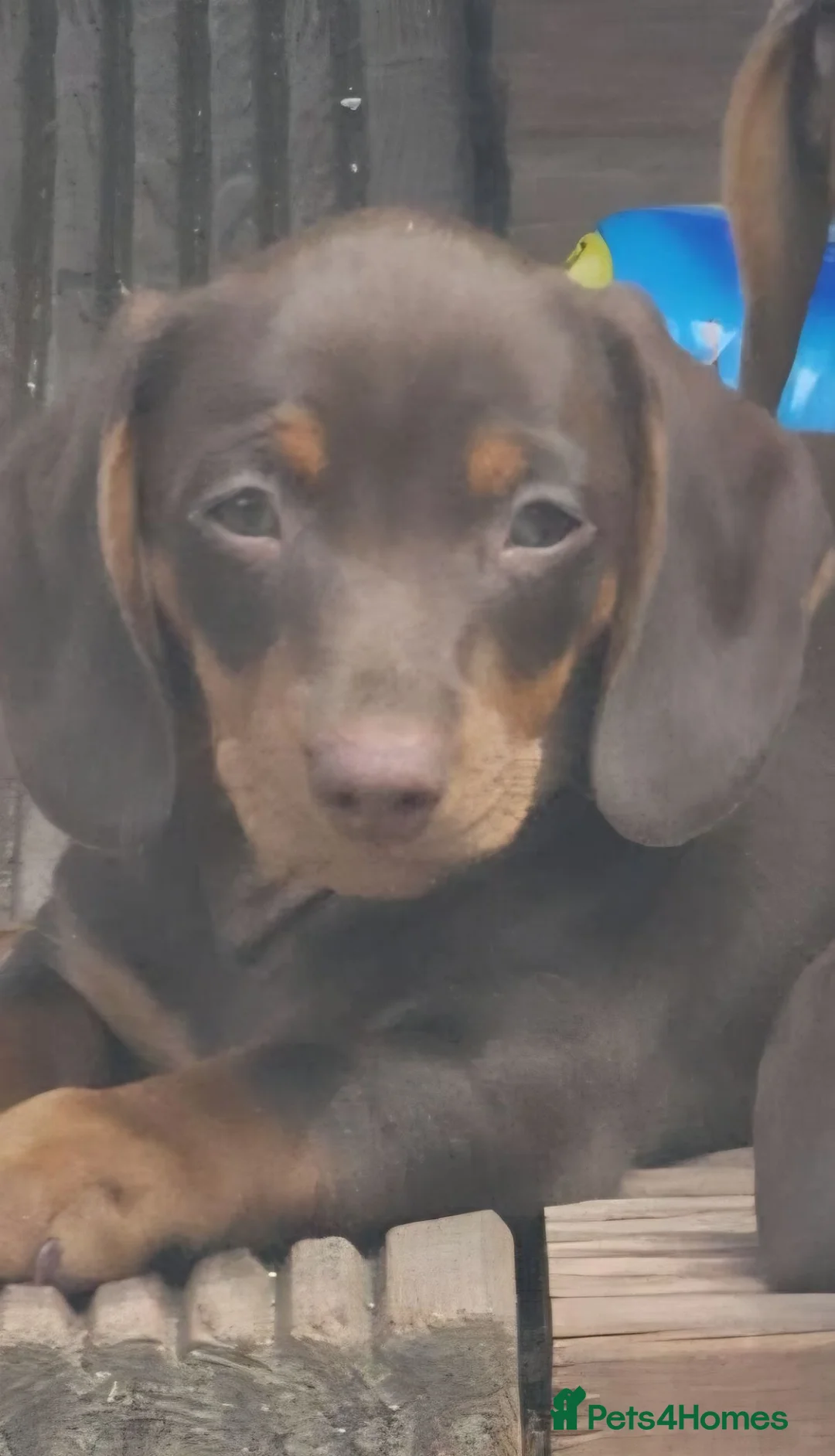 Dachshund dogs for sale: 2 beautiful pups for sale - Advert 2