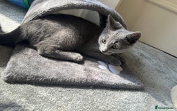 Russian Blue cats for sale: Russian Blue Kitten - Image 8