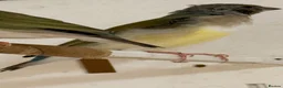 Finches birds for sale: Female Gouildian finches available young  - Advert 13