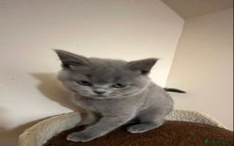 British Shorthair cats for sale: READY NOW!!Pedigree British Short Hair Kittens - Image 34