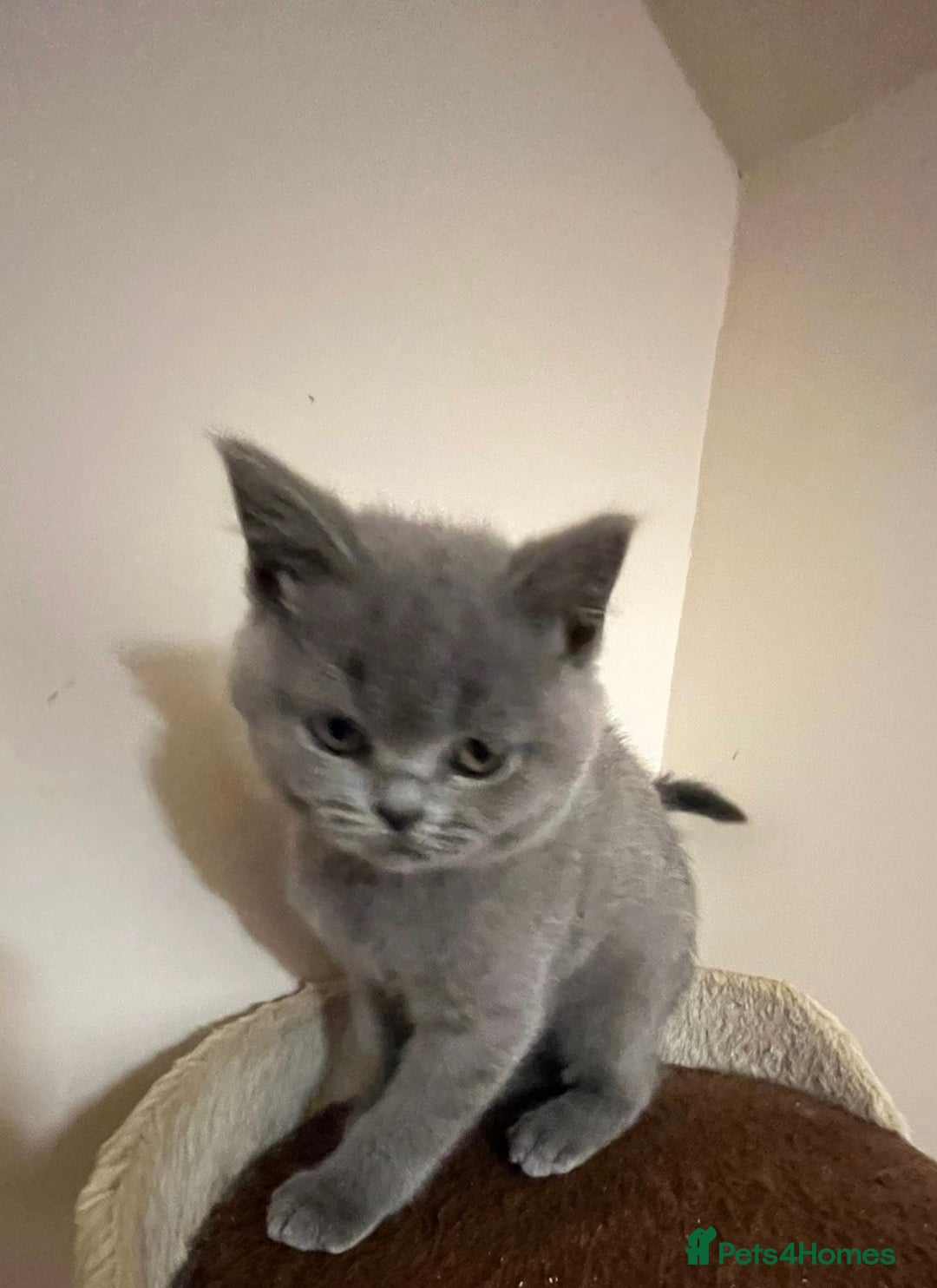 British Shorthair cats for sale: READY NOW!!Pedigree British Short Hair Kittens - Image 34