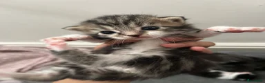 Domestic Shorthair 4