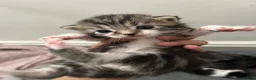 Domestic Shorthair cats for sale: 4 beautiful kittens looking for a forever home - Advert 6