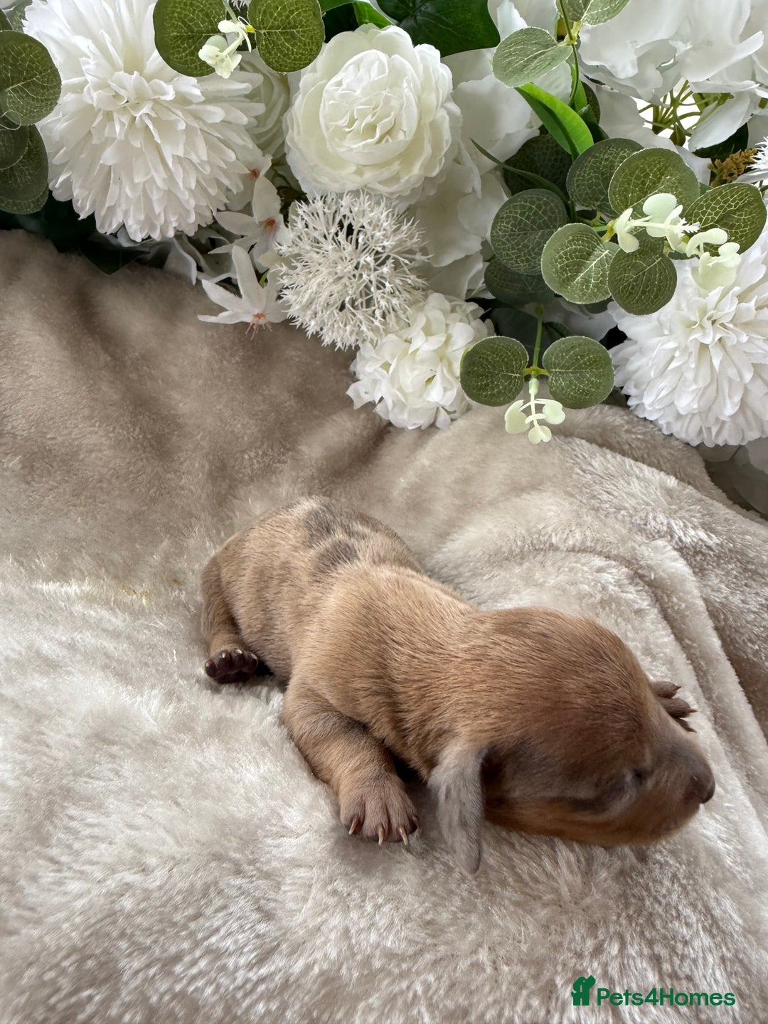 Miniature Dachshund dogs for sale: ⭐️Beautiful litter Of Rainbow Dachshund Puppies⭐️ - Image 11