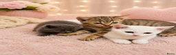 British Shorthair cats for sale: 🐾 🥰 British Shorthair Kittens 🥰🐾 - Advert 9