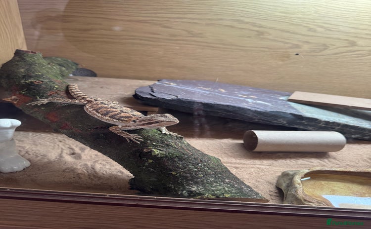 Bearded Dragon reptiles - Advert 2