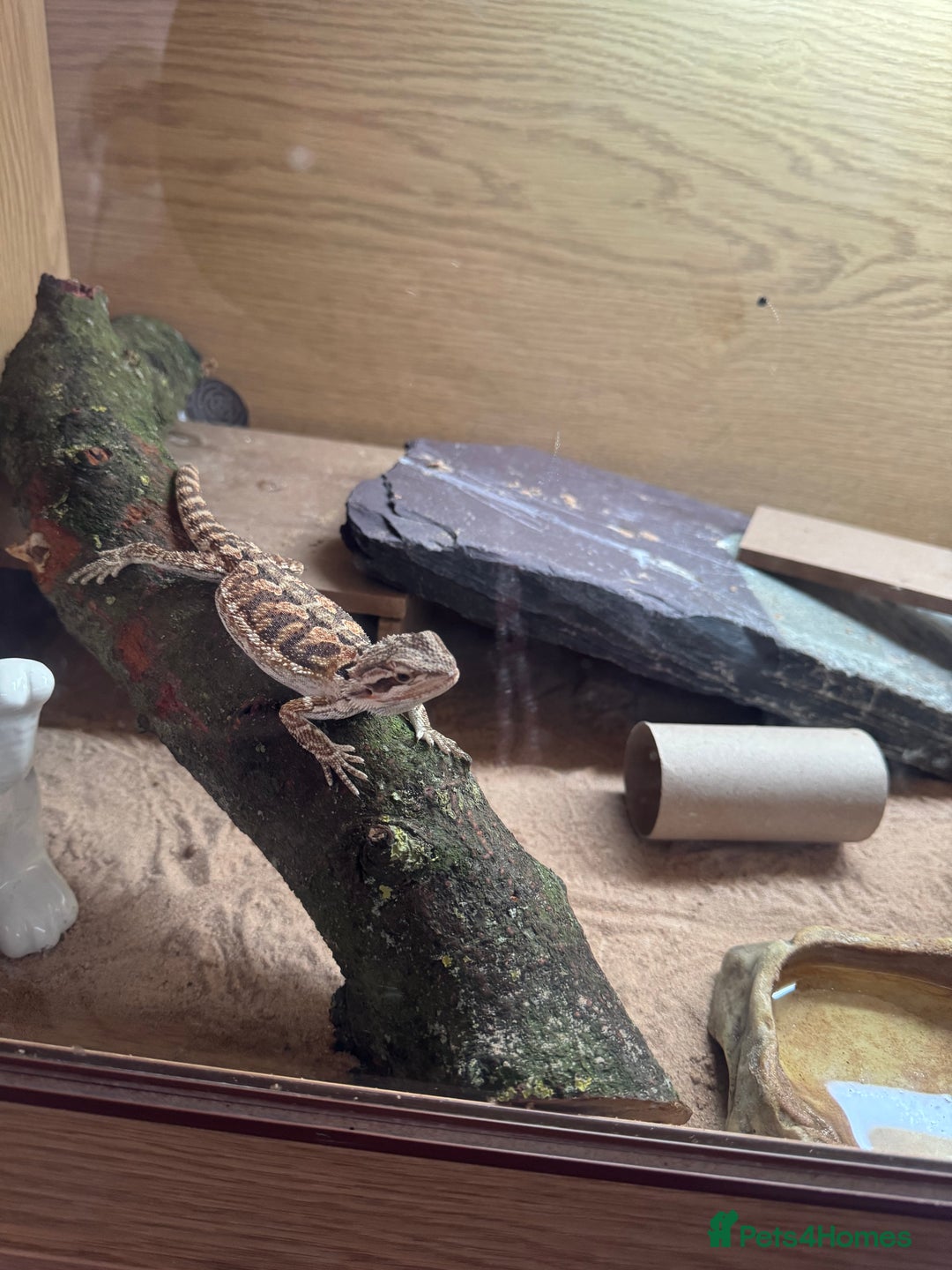 Bearded Dragon reptiles for sale: 18 week old bearded dragon  - Image 1