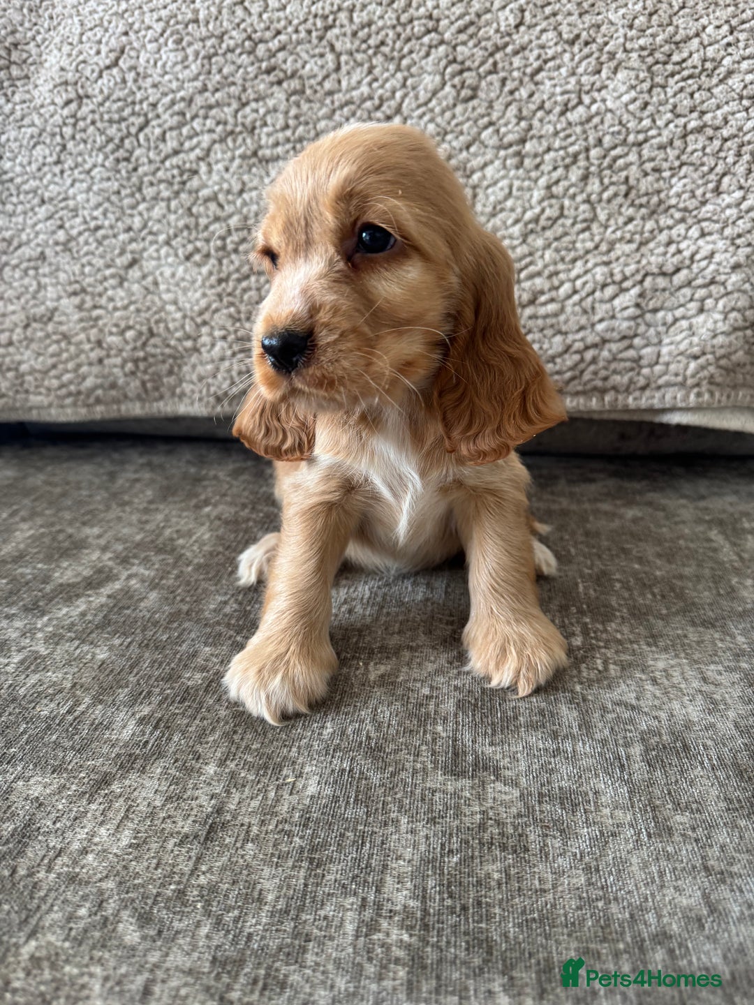 Cocker Spaniel dogs for sale: ALL GOLDEN 100% SHOW TYPE HEALTH TESTED PARENTS  - Image 4