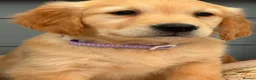 Golden Retriever dogs for sale: BEAUTIFUL HEALTHY KC REG FEMALE GOLDEN - Advert 3