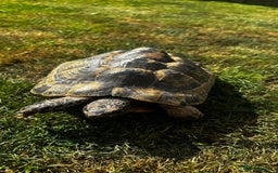 Tortoise reptiles for sale: Fertile female 20 years old Spur thigh  - Image 5
