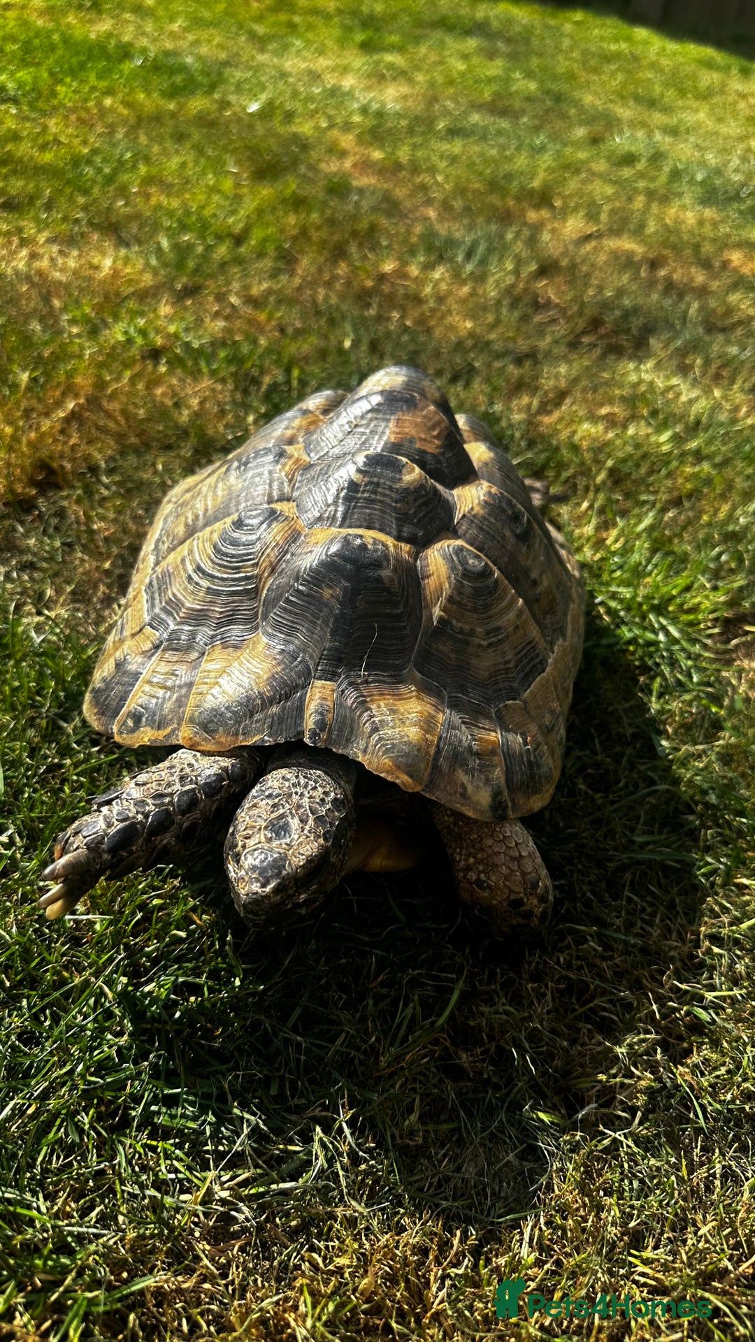 Tortoise reptiles for sale: Fertile female 20 years old Spur thigh  - Image 5