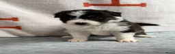 Australian Shepherd dogs for sale: Kc Australia shepherd puppies health test parents - Advert 5