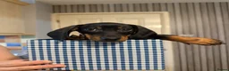 Dachshund dogs for sale: Kiki  - Advert 3