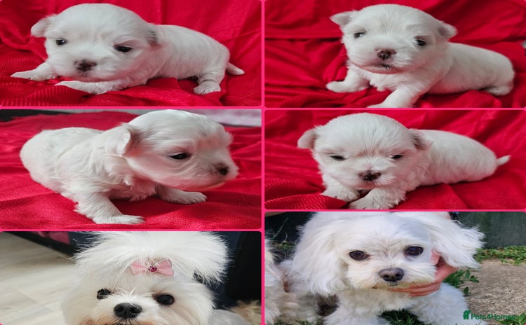Maltese dogs - Advert 10