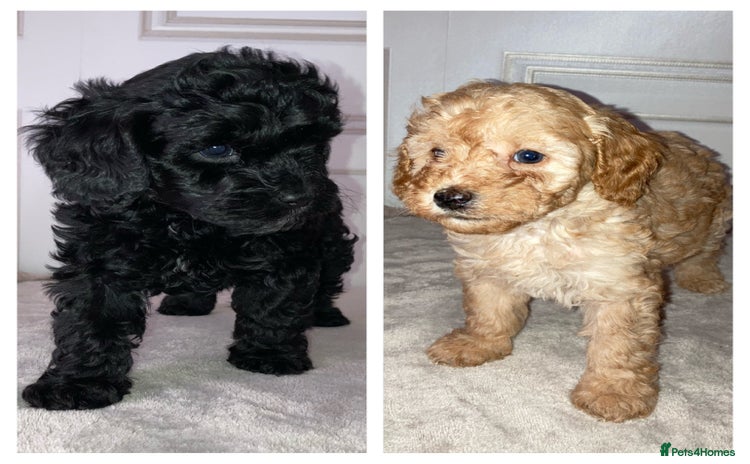 Cavapoo dogs - Advert 1