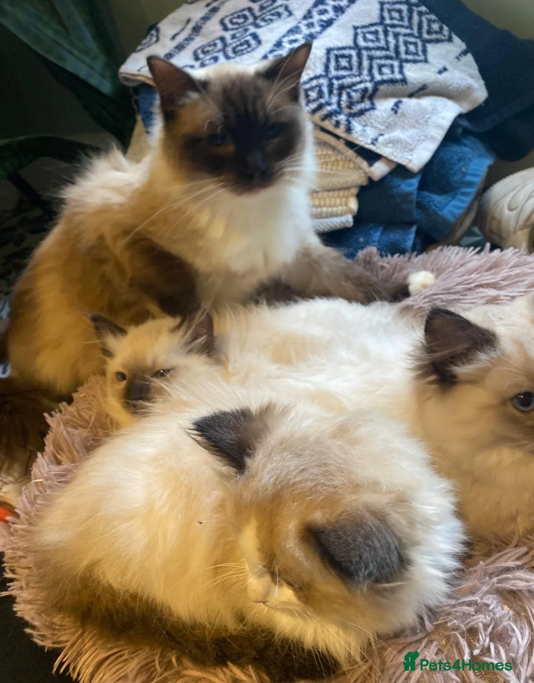 Ragdoll cats for sale: 3x stunning GCCF reg ragdolls remanding.   - Advert 20