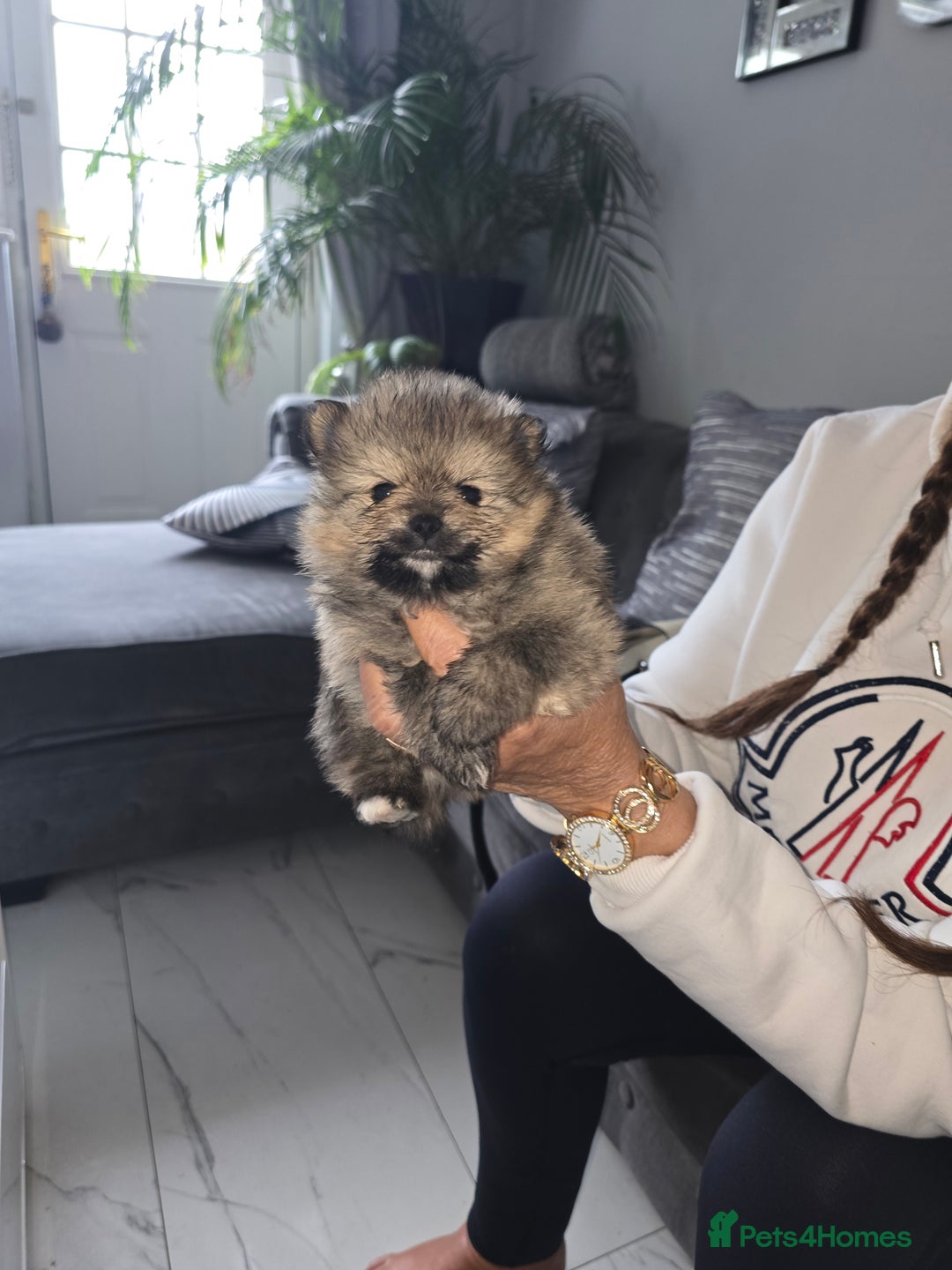 Pomeranian dogs for sale: Beautiful miniature Pomeranians  - Image 13