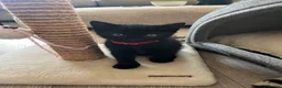 Mixed Breed cats for sale: Two beautiful black kittens  in Bracknell - Advert 9
