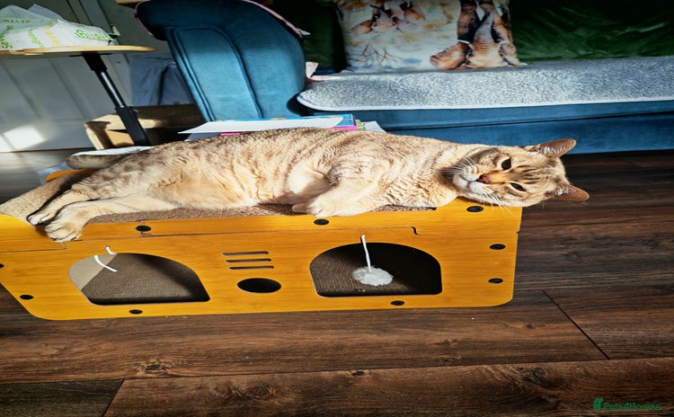 Australian Mist cats - Advert 8