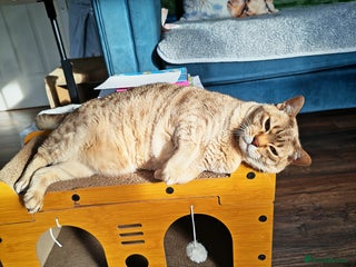 Australian Mist cats for sale: Senior cat for a loving home - Advert 1