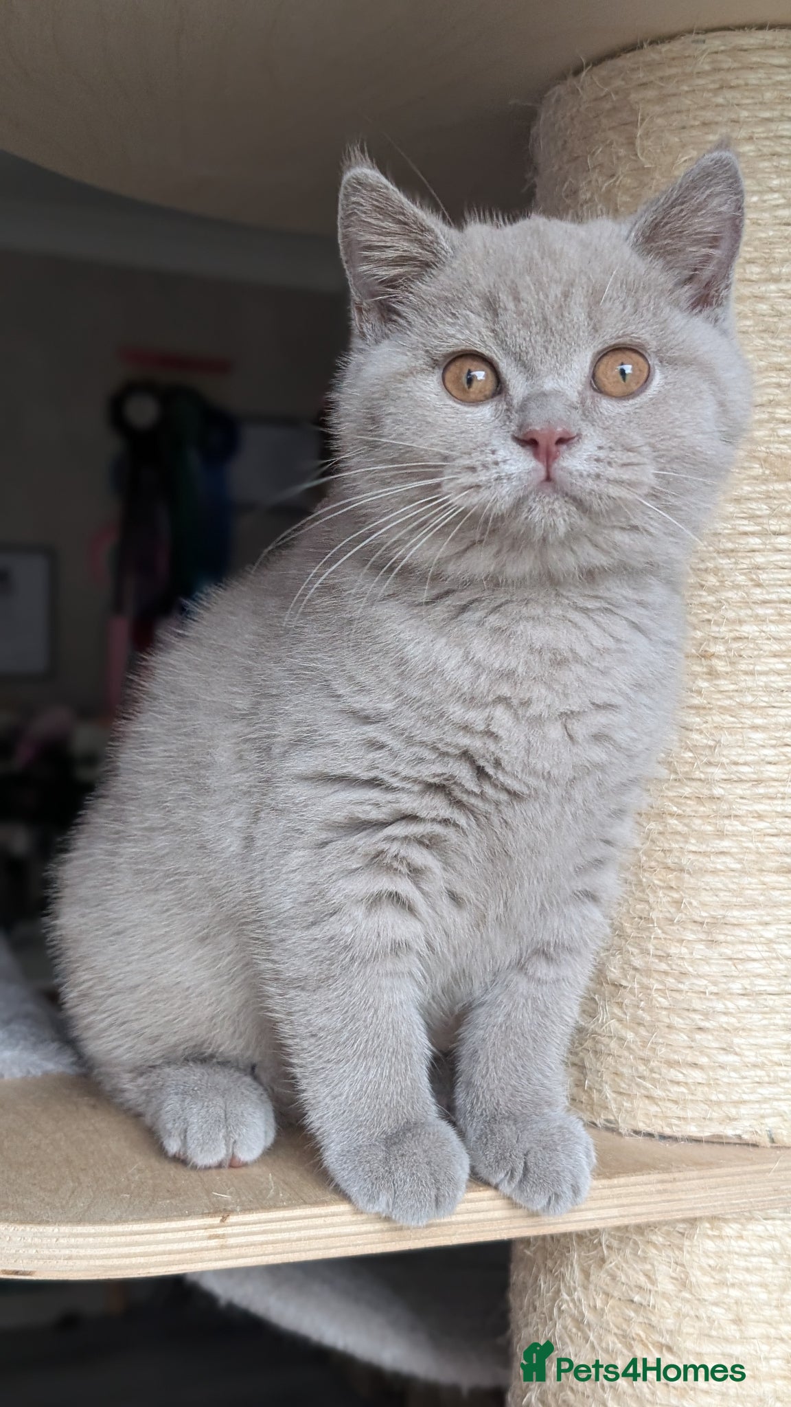 British Shorthair cats Tica Registered lilac British Shorthair boy  - Advert 9