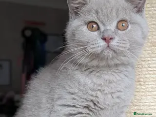 British Shorthair cats Tica Registered lilac British Shorthair boy - Advert 9