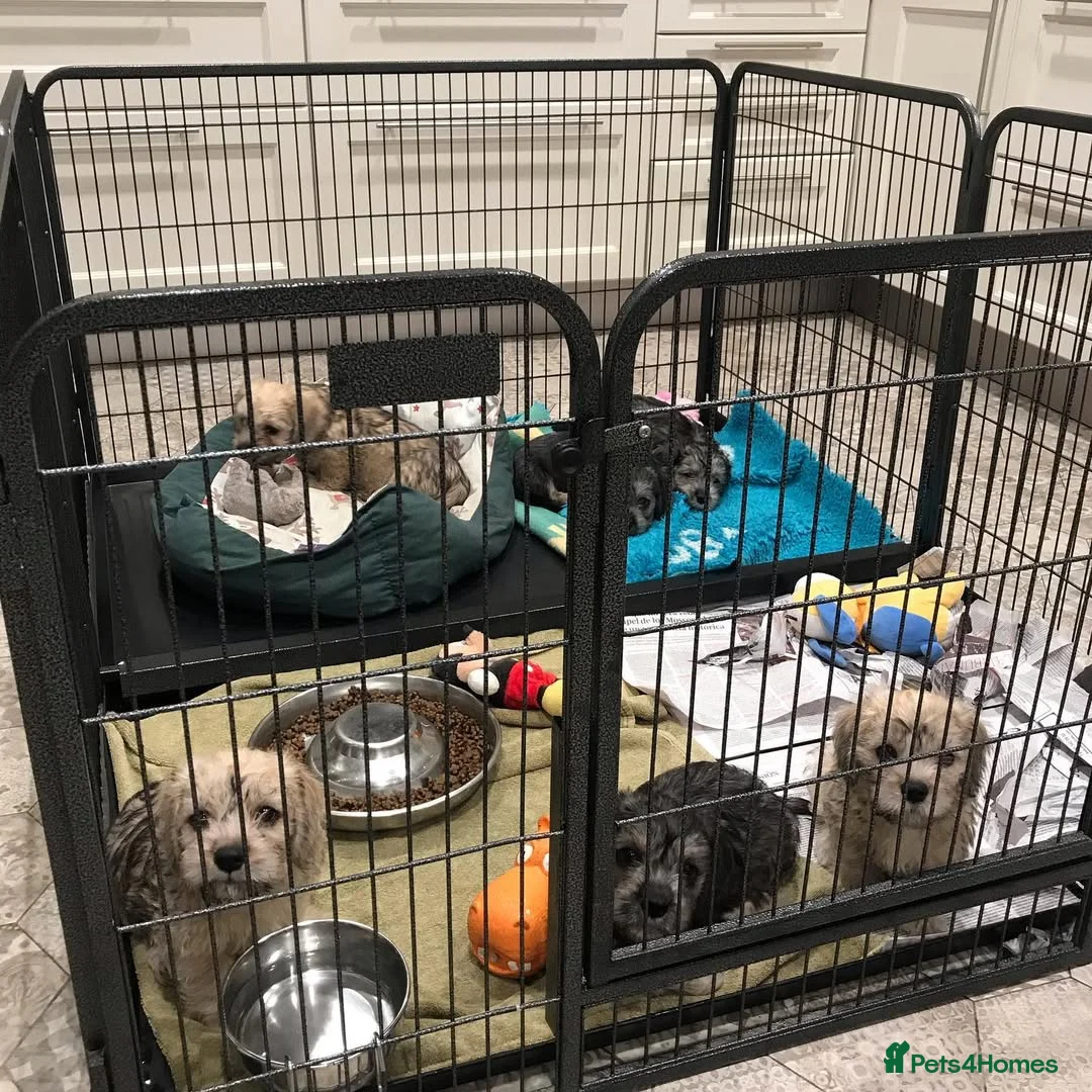 Dandie Dinmont Terrier dogs for sale: Dandie Dinmont Terrier puppies, now ready in London - Advert 9