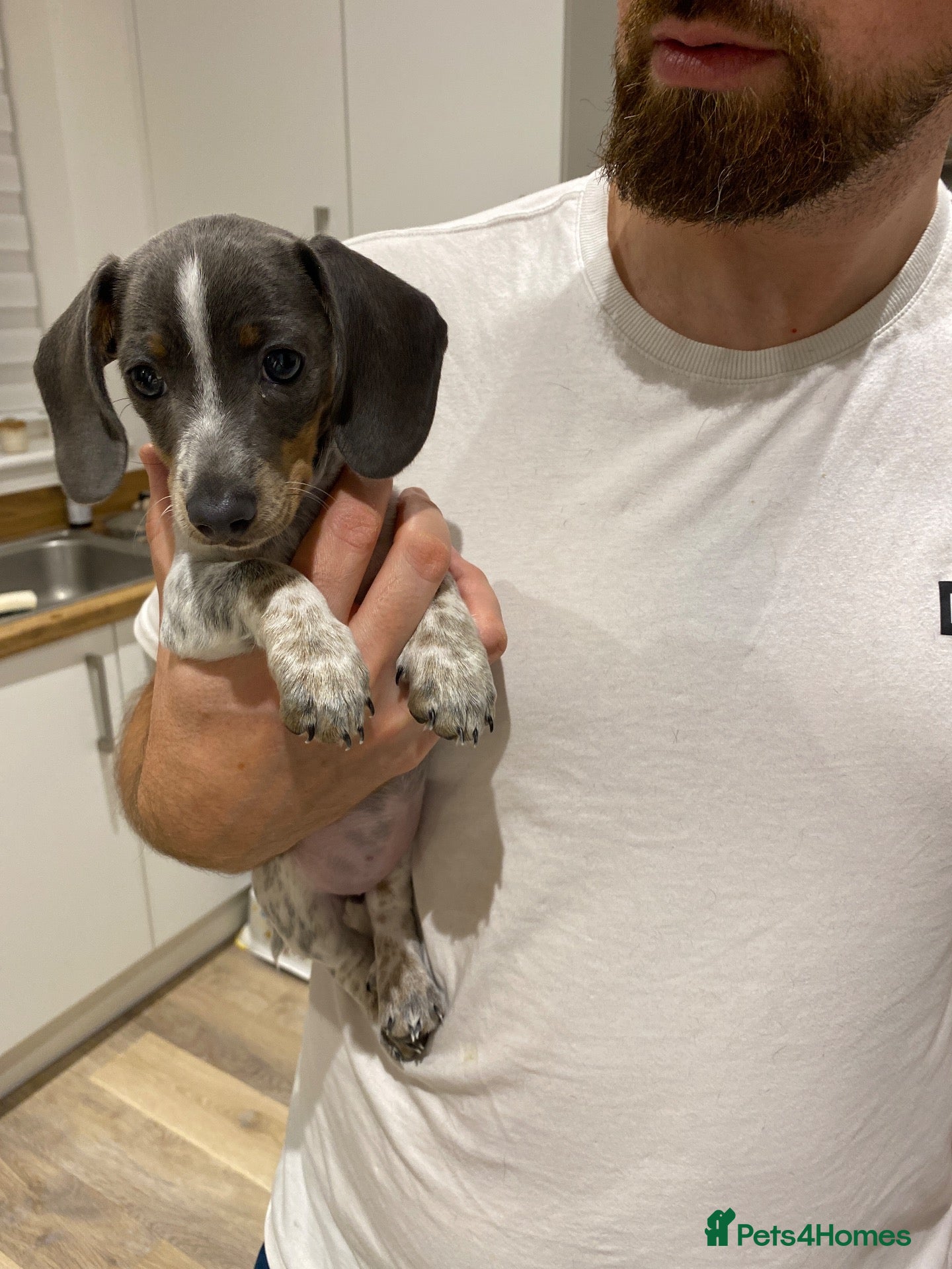 Miniature Dachshund dogs *Miniature dachshund*RESERVED * - Advert 2
