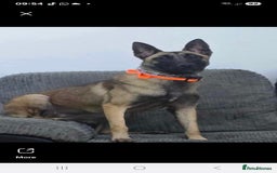 Belgian Shepherd Dog dogs for sale: Belgium malinois pups  - Advert 11