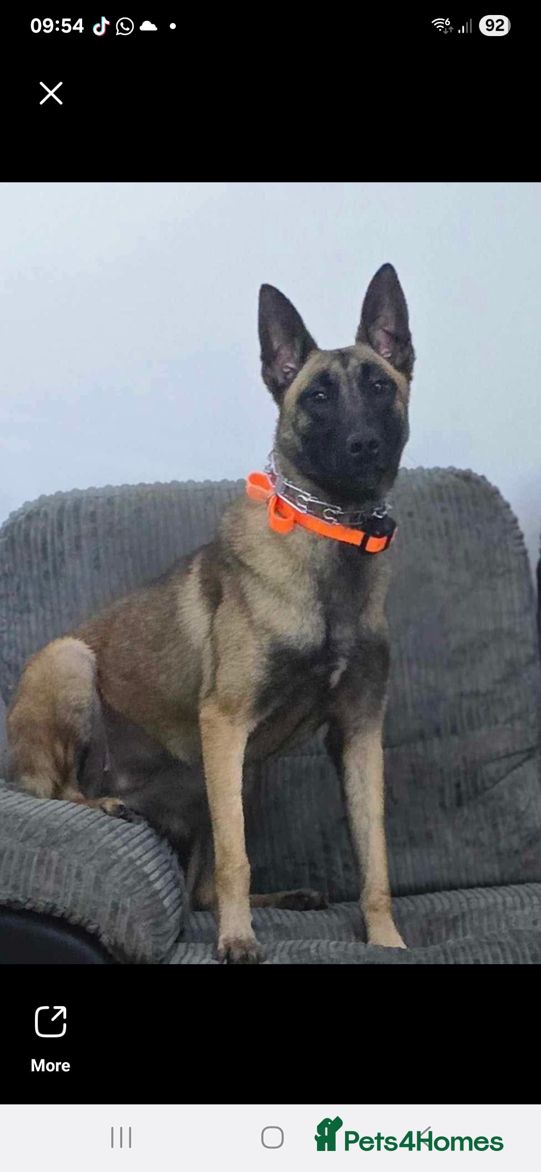 Belgian Shepherd Dog dogs for sale: Belgium malinois pups  - Advert 11