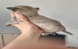 Chihuahua dogs for sale: Beautiful Tiny Chihuahua puppies - Image 15